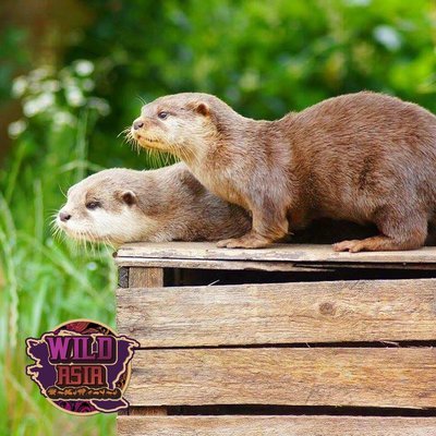 Mahra and Louie the OTTERS