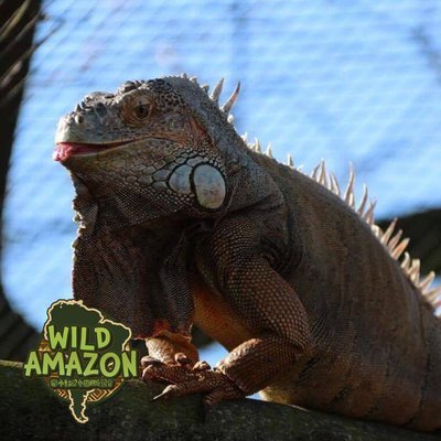 Ian the IGUANA