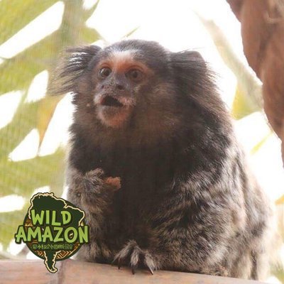 Charlie and Pixie the MARMOSETS