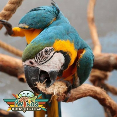 Casey the Blue & Gold MACAW