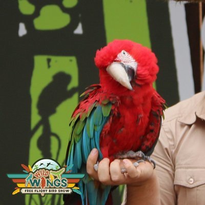 Cybil the Greenwing MACAW