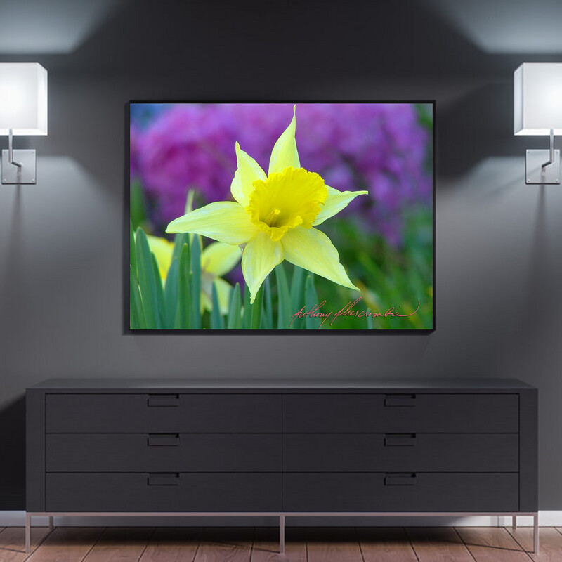 Yellow and White Daffodils #124"x16" inch High Quality Metal Wall Art $400