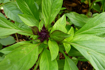 Thai Basil Essential Oil