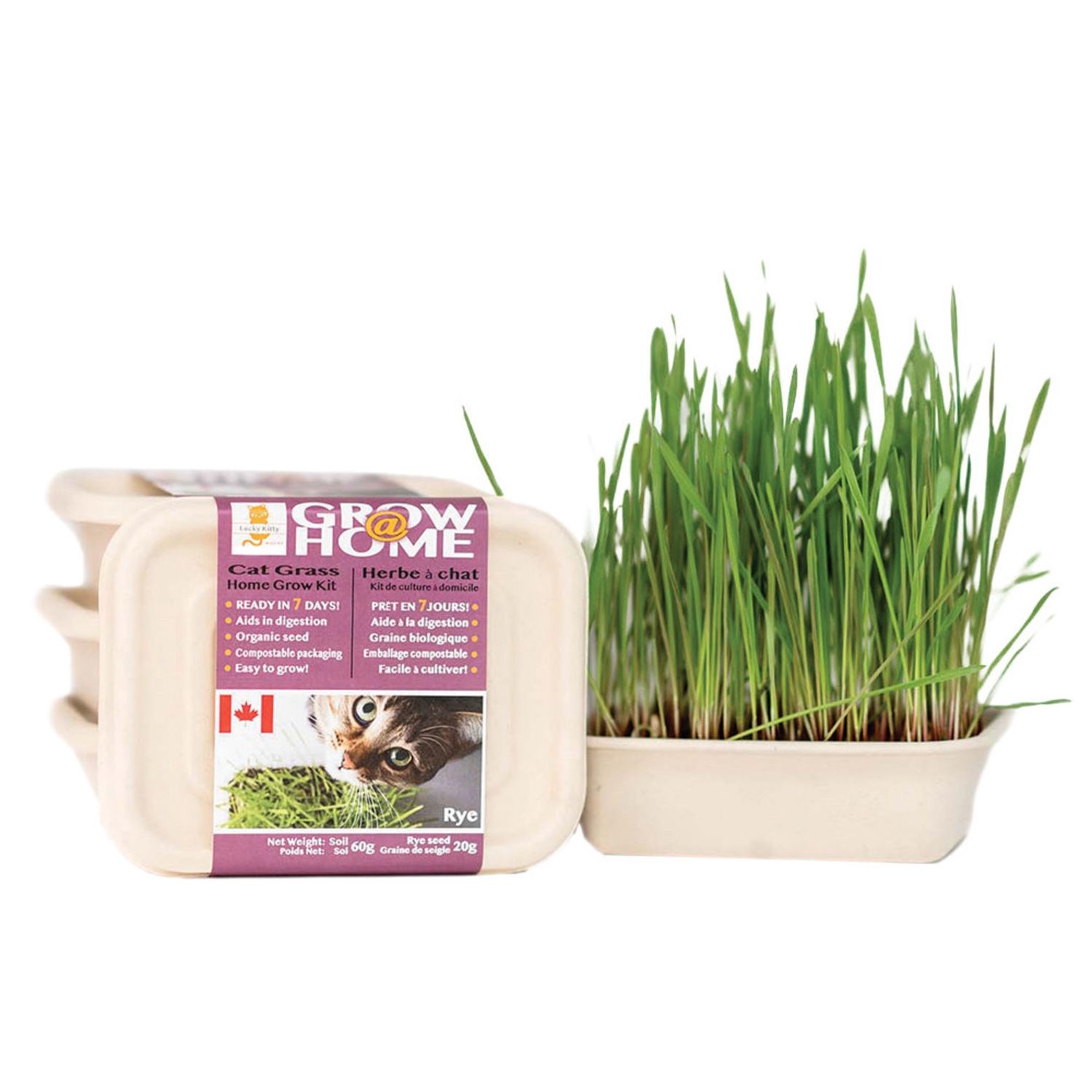 Lucky Kitty - Grow at Home Cat Grass