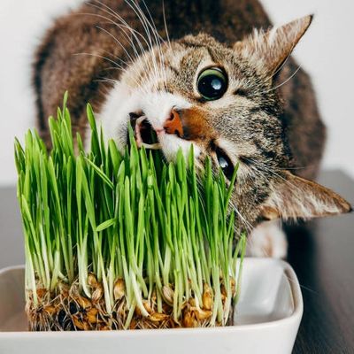 Catnips &amp; Grass