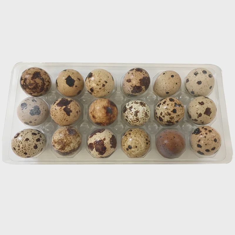 BCR Quail Egg