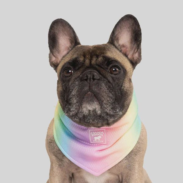 Canada Pooch Cooling Bandana M (12-16&#39;&#39;)