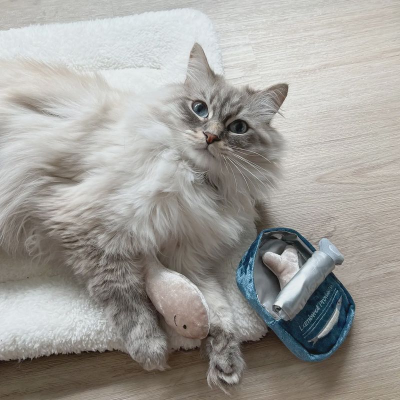 Lambwolf Kitty Sardines with Catnip