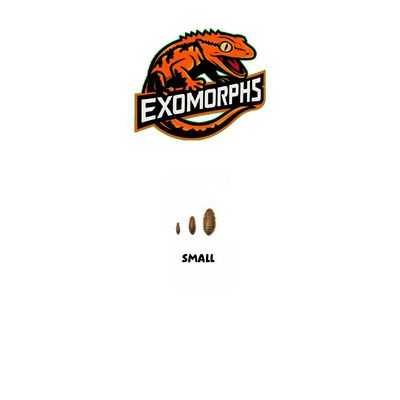 EXOMORPHS - Live Dubai Roaches: Small [100 count]
