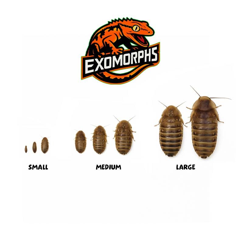 EXOMORPHS - Live Dubai Roaches: Large [100 count]