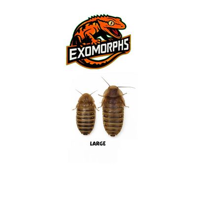 EXOMORPHS - Live Dubai Roaches: Large [100 count]