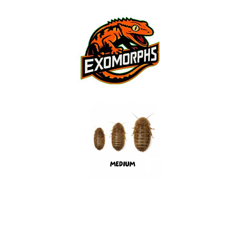 EXOMORPHS - Live Dubai Roaches: Medium [100 count]