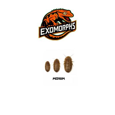 EXOMORPHS - Live Dubai Roaches: Medium [100 count]