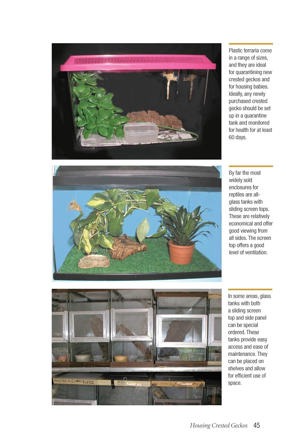 Crested Geckos [Paperback] Book by Philippe De Vosjoil (Author)
