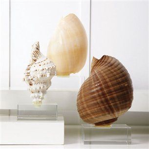 Shell-Glass Stand