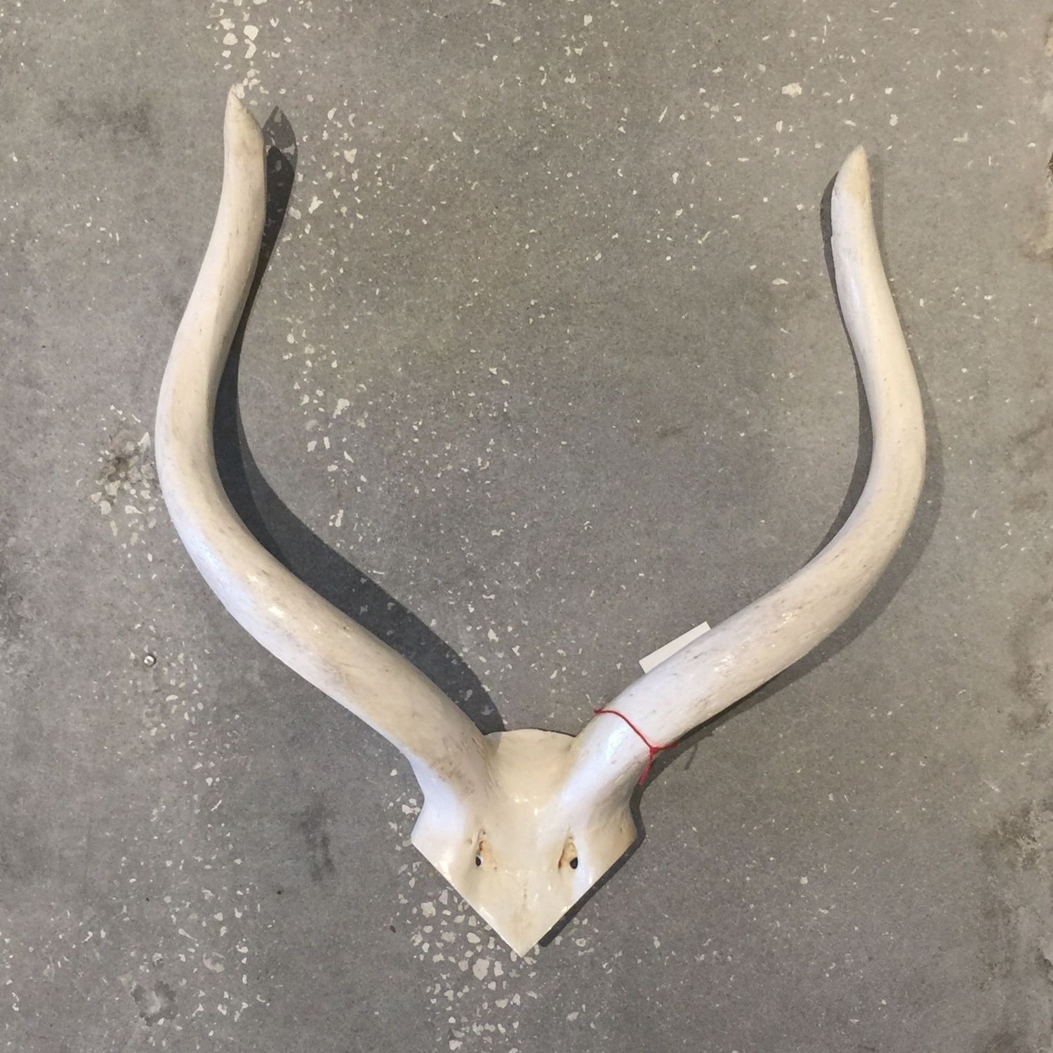 Horn-Kudu Inner Skull-S