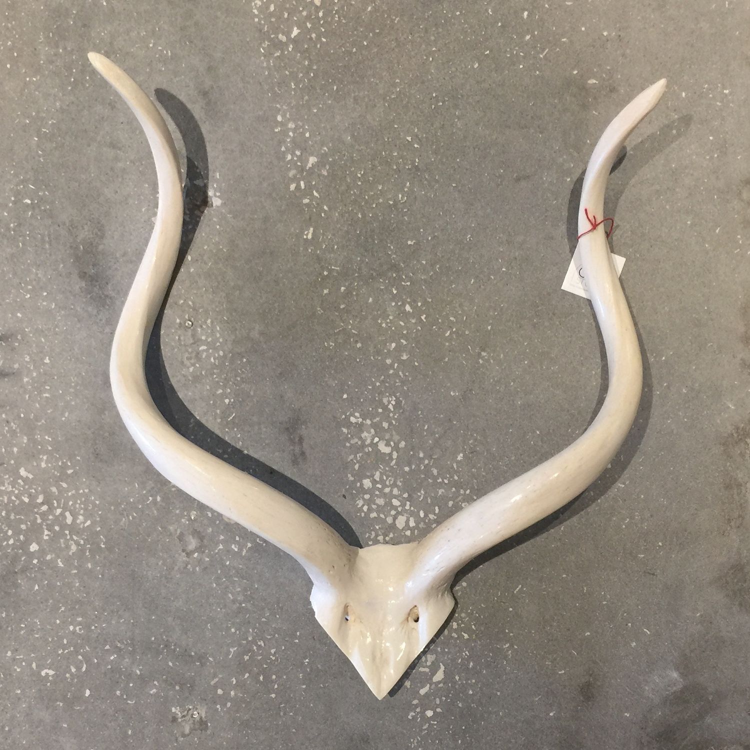 Horn-Kudu Inner Skull-M