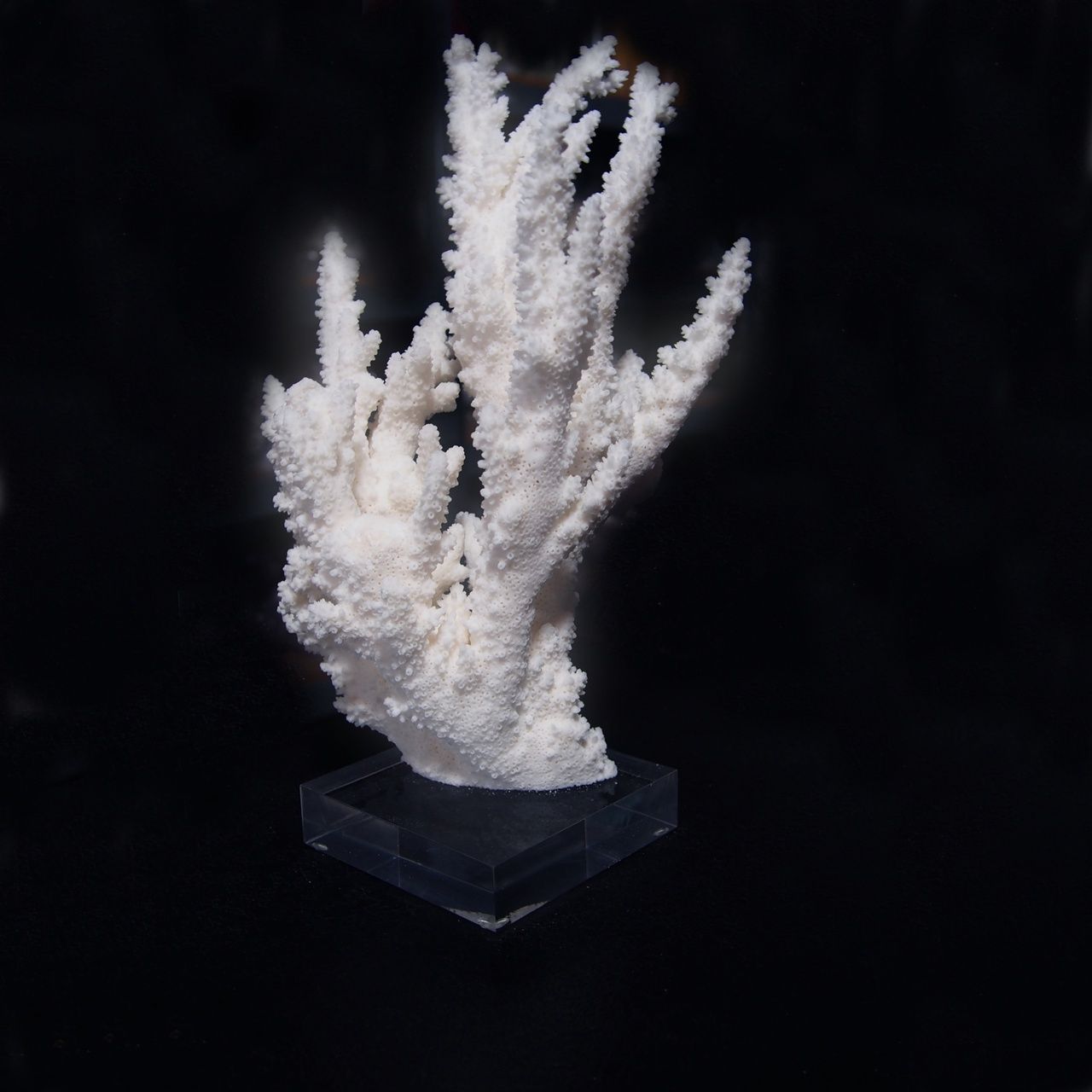 Coral-Branch 10-12