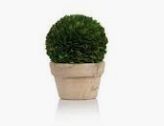 Topiary-Boxwood Ball