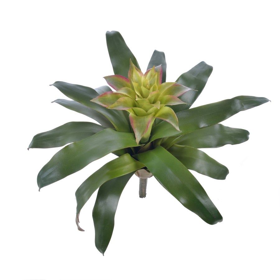 Bromeliad-14in