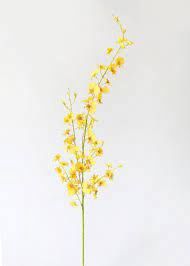 Oncidium-Plant
