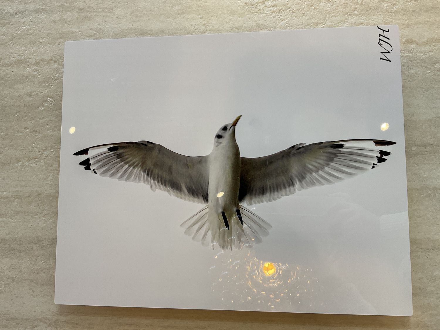 Wall Art-Seagull-L