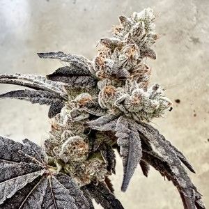 Exotic Genetix-Ben &amp; Gary’s 6 pack