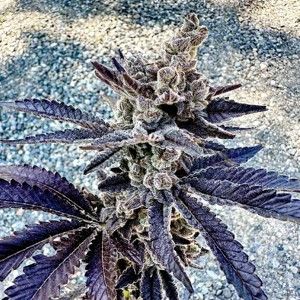 Exotic Genetix-Cosmopolis 6 pack