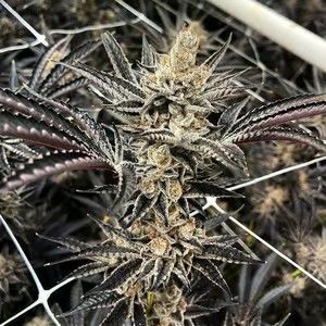 Exotic Genetix-Fritter Glitter 6 pack