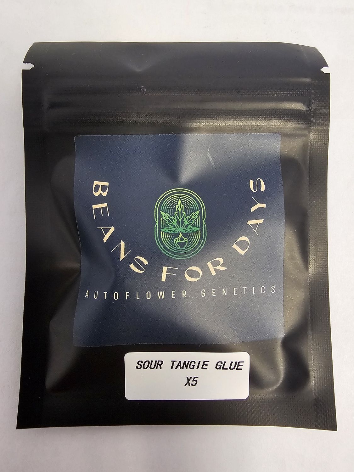 Sour Tangie Glue Fem Auto-5 Pack