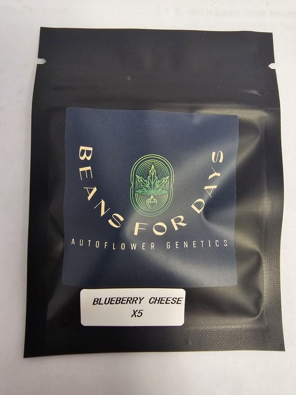 Blueberry Cheese Fem Auto-5 Pack