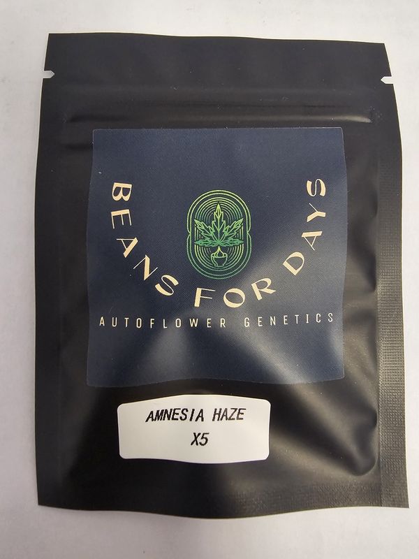 Amnesia Haze Fem Auto-5 Pack