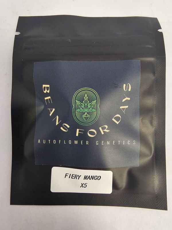 Fiery Mango Fem Auto-5 Pack