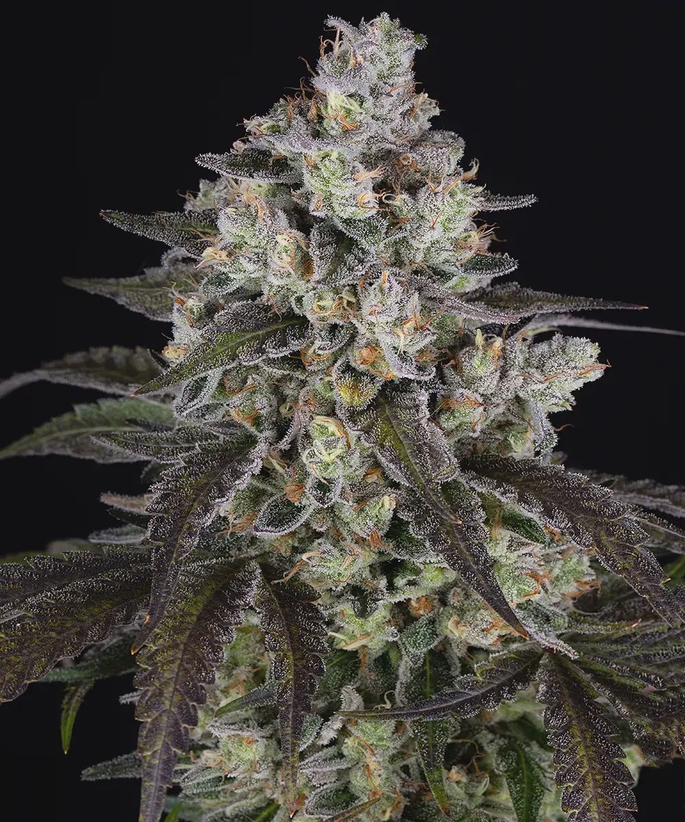 Trainwreck - 3 seeds