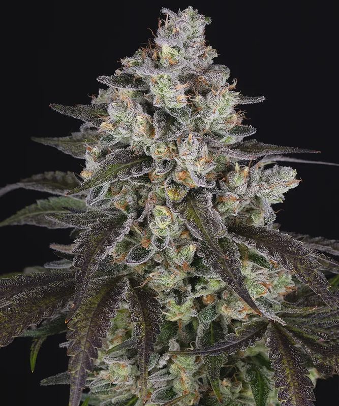Trainwreck - 3 seeds