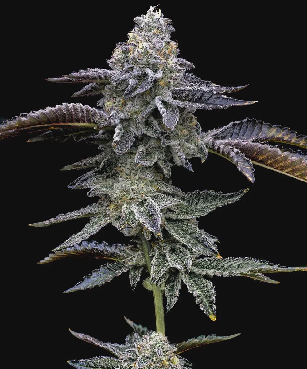 Blue Dream - 3 seeds