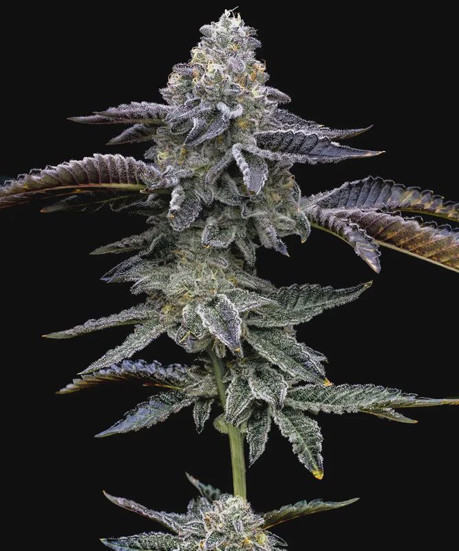 Blue Dream - 3 seeds
