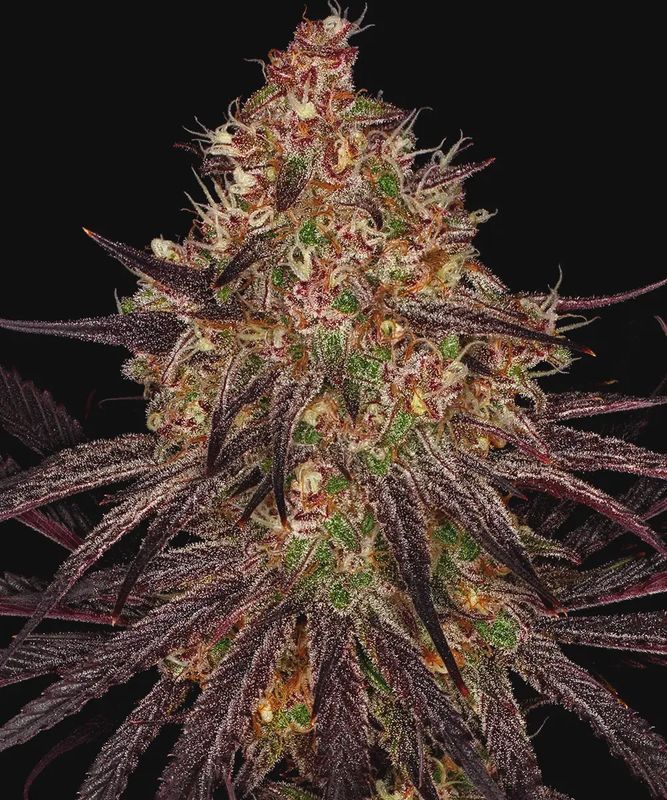 Ayahuasca Purple