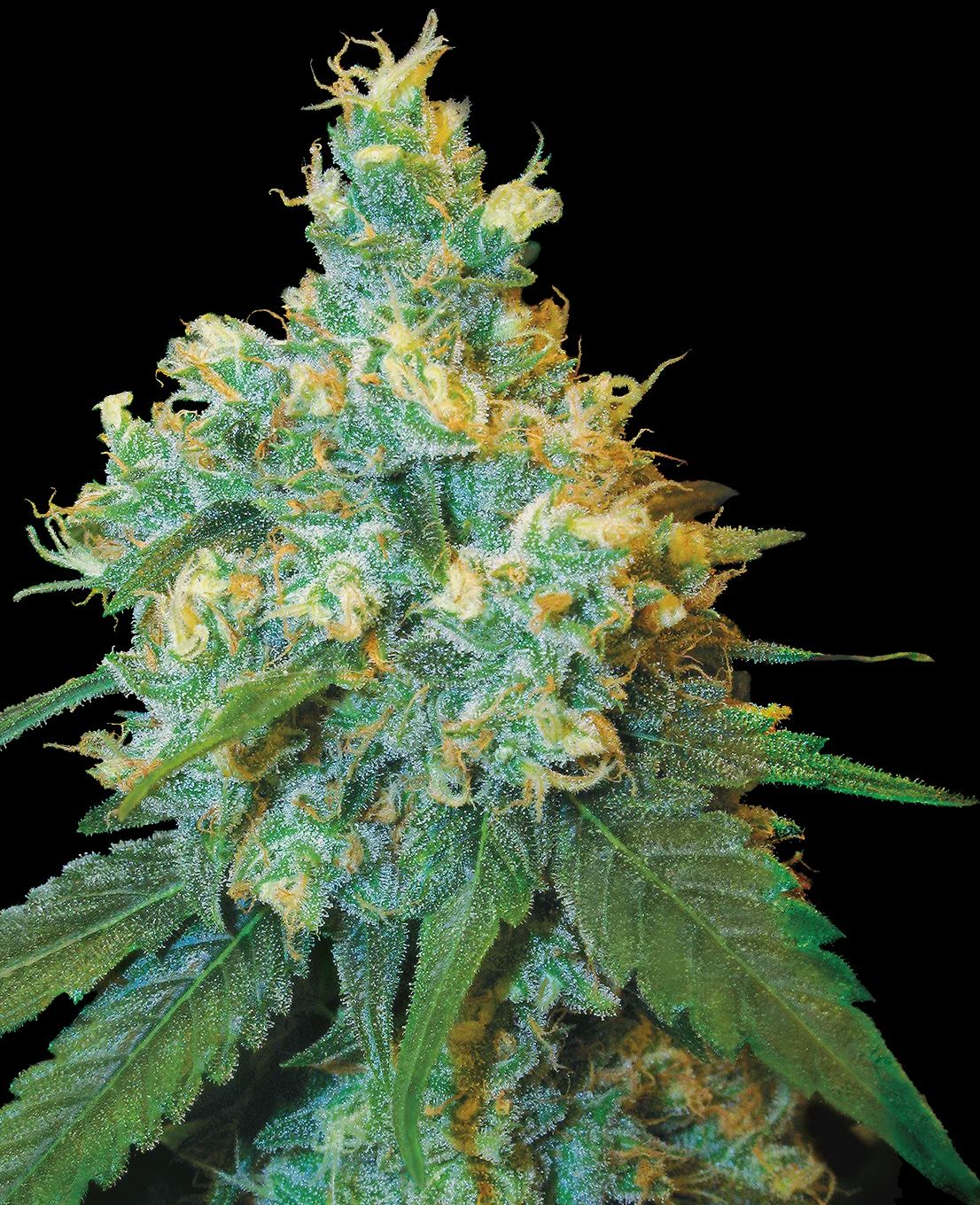 Jack Herer® Feminized Seeds 5 Pack
