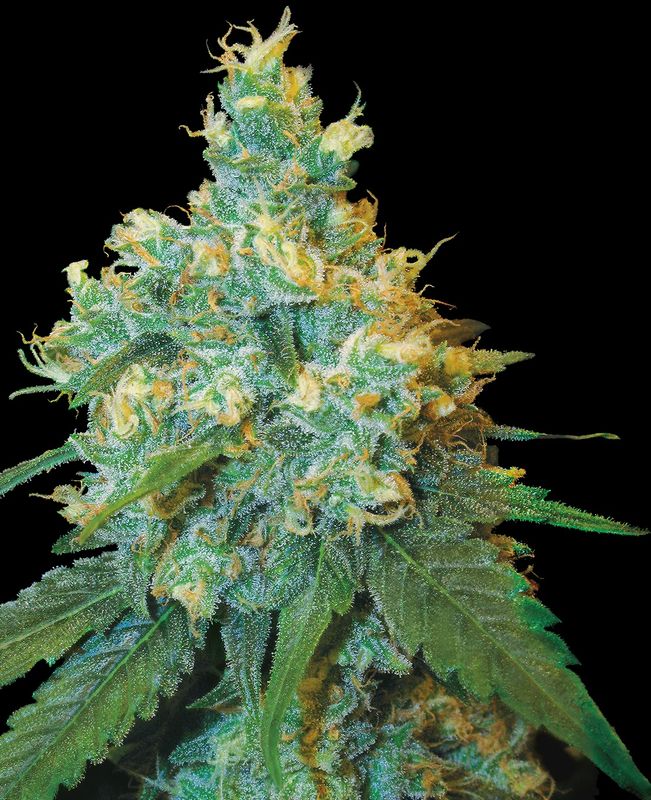 Jack Herer® Feminized Seeds 5 Pack