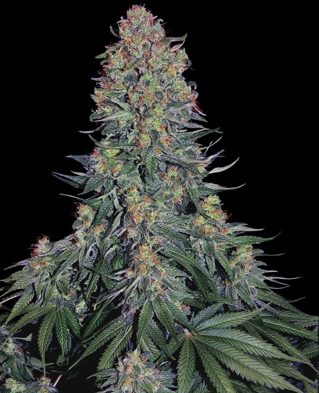Blue Skunk Feminized Seeds 5 Pack