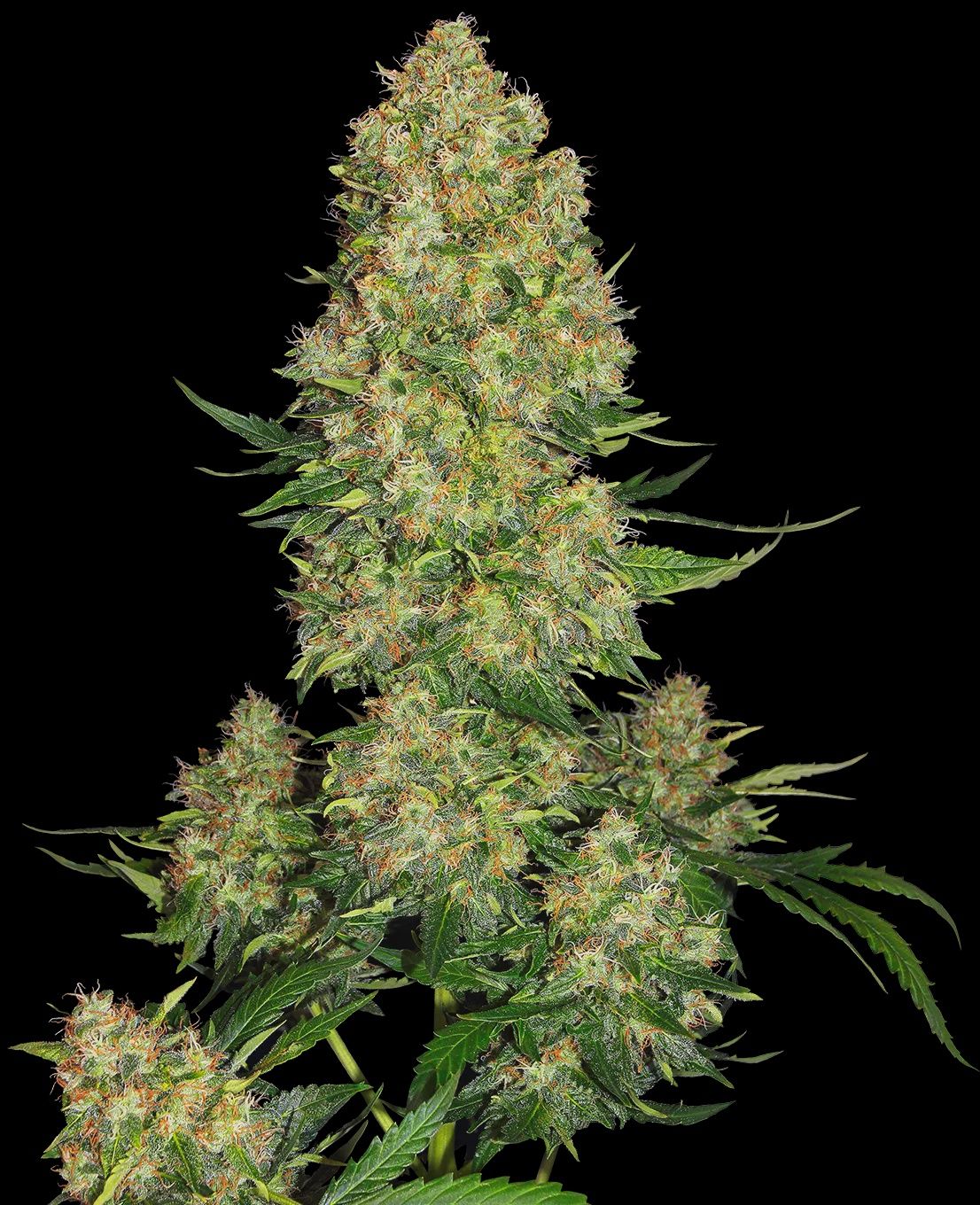 Skunk #1 Auto Fem 5 Pack
