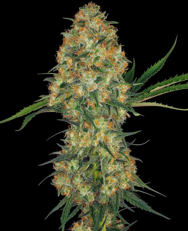 Hindu Kush Feminized Seeds 5 Pack