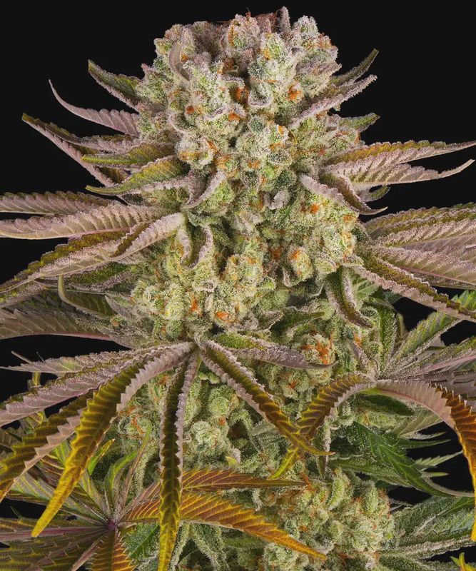 Pineapple Express - 3 seeds