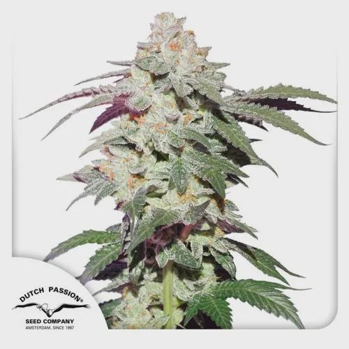 Skywalker Haze 5 Pack