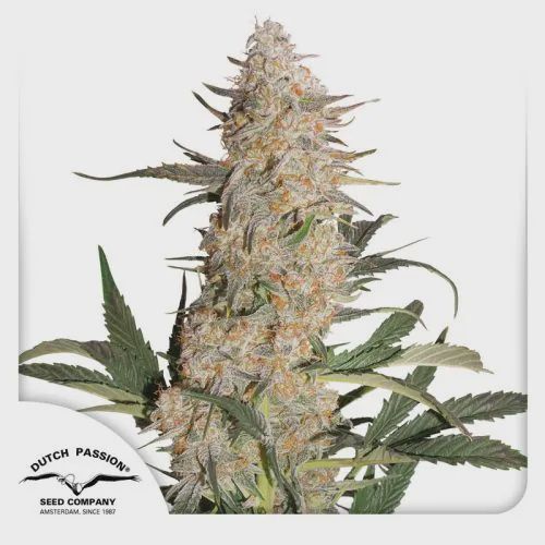 Critical Orange Punch 5 Pack