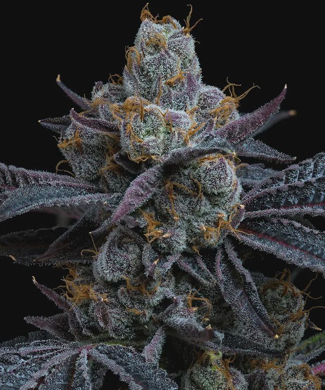 White Runtz - 3 seeds