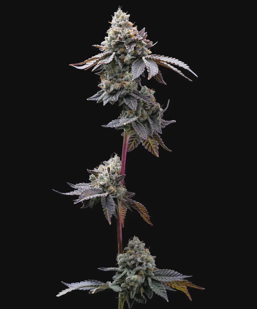 GMO Cookies - 3 seeds