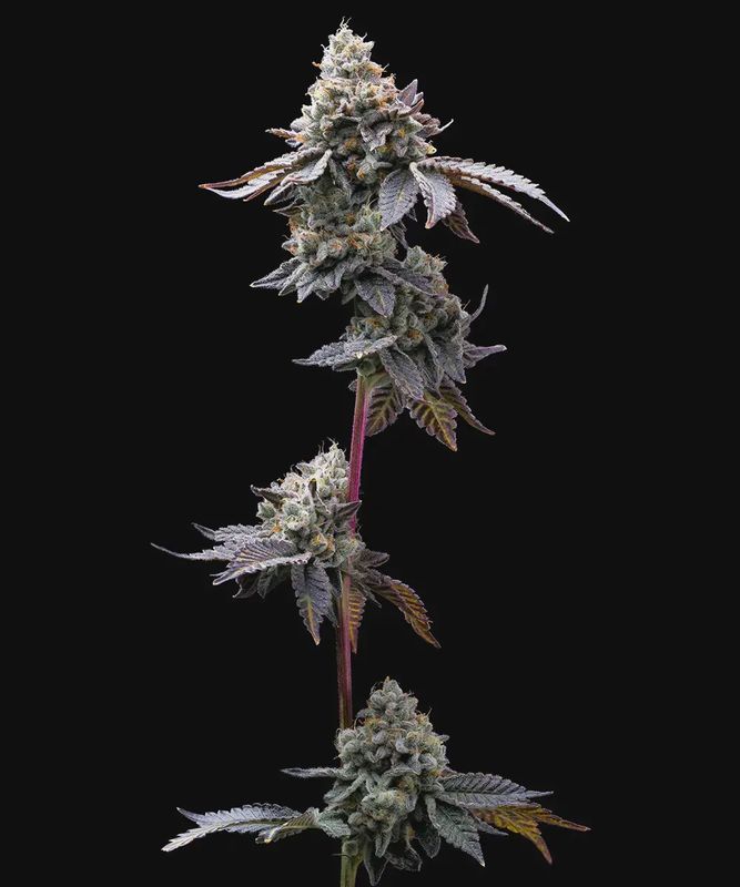 GMO Cookies - 3 seeds