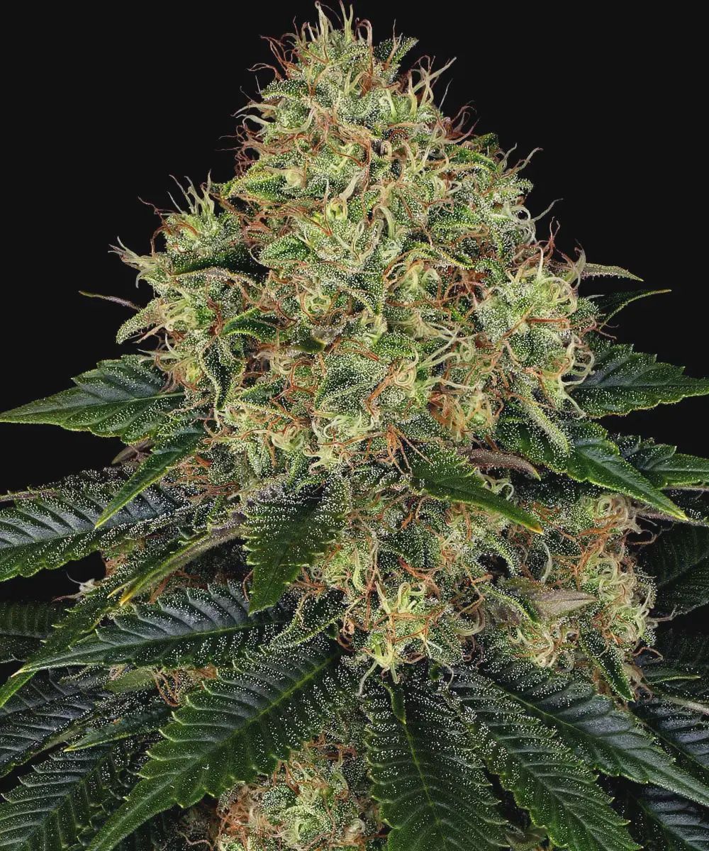 Skywalker OG Auto - 3 seeds